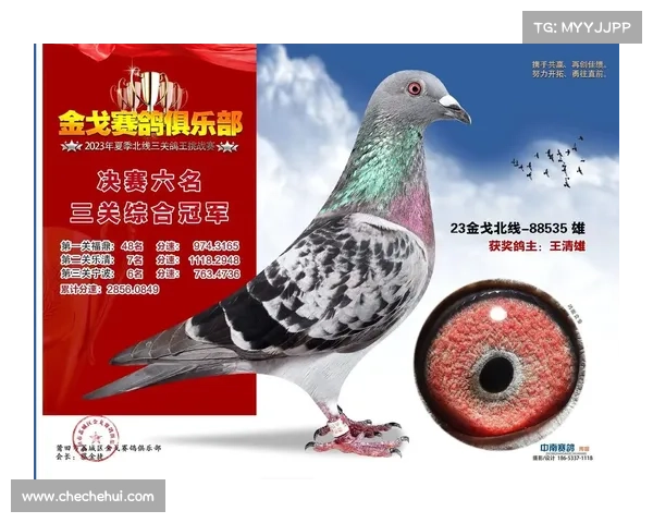 泰安信鸽协会赛事直播、泰安市信鸽协会网
